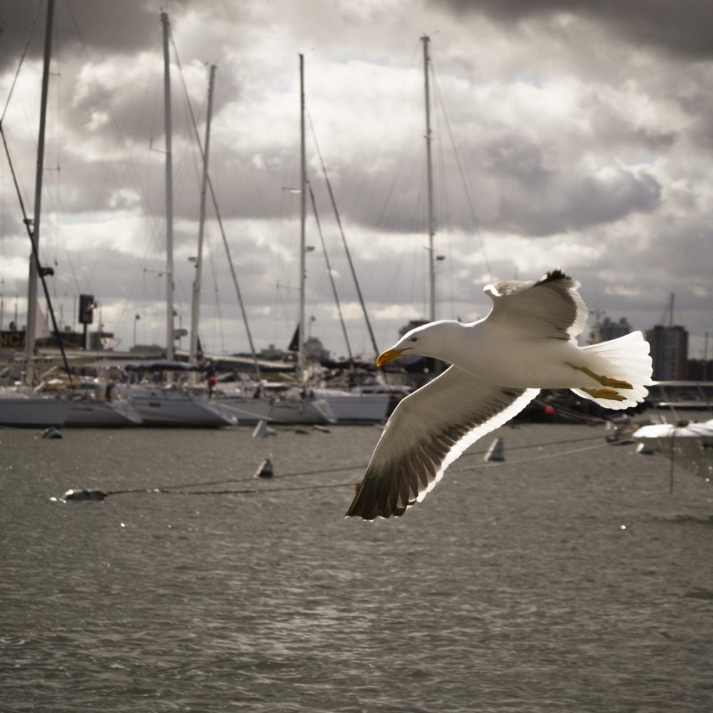 ramicm-seagull-212447_1920