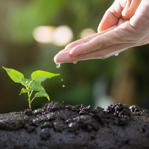 thophilong-soil-8080788_1920
