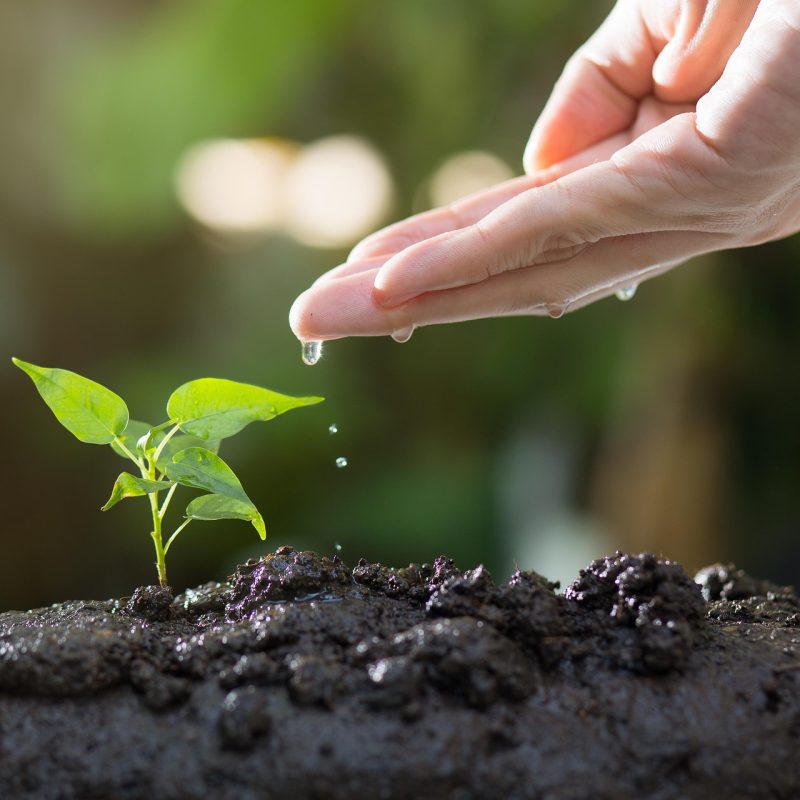 thophilong-soil-8080788_1920